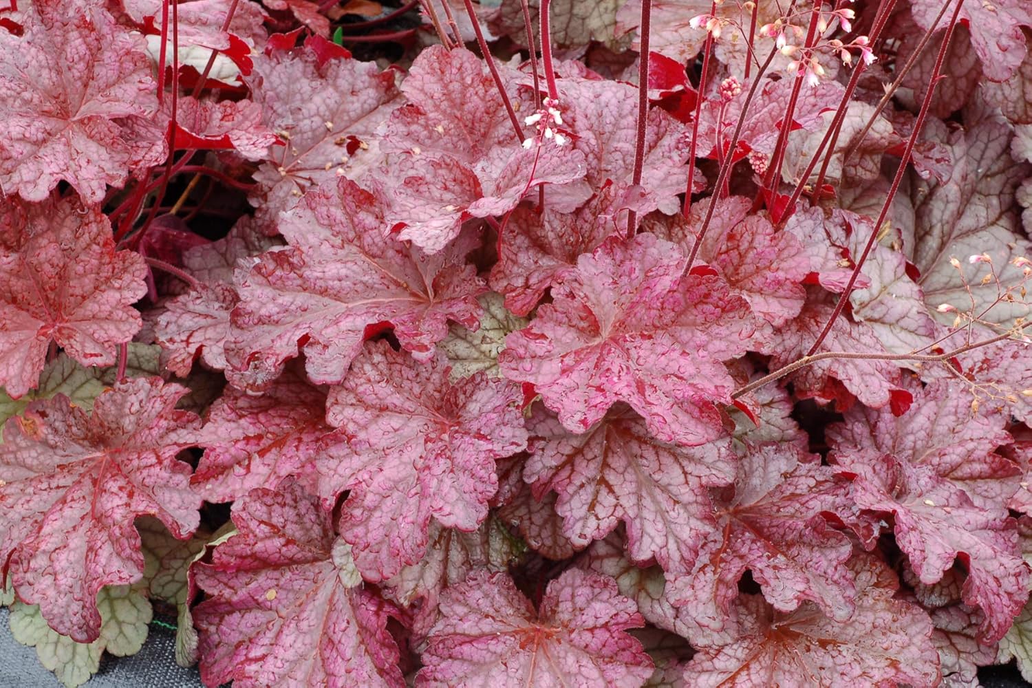 Heuchera Hybride 'Berry Smoothie' / Purpurglöckchen