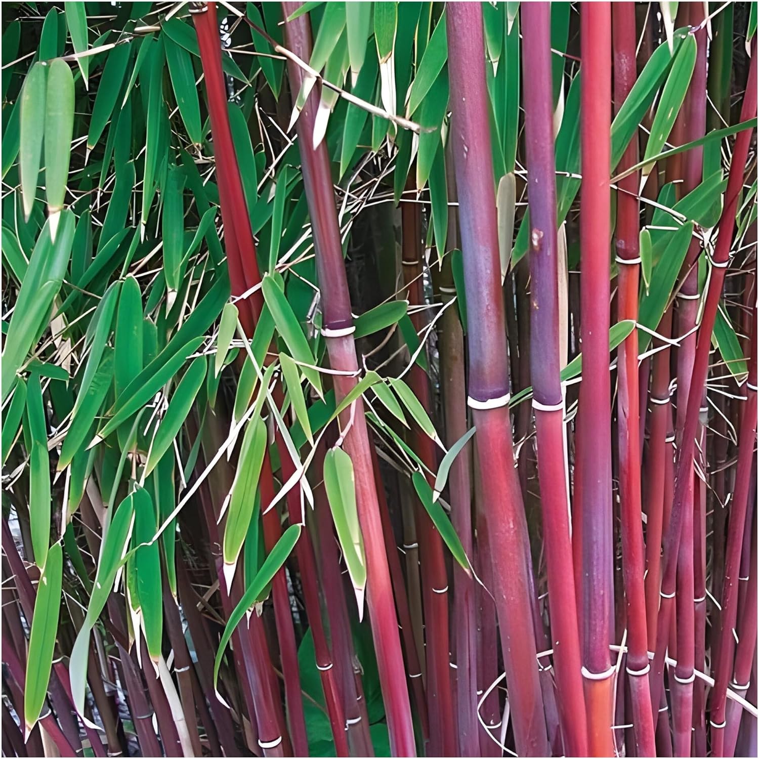 Fargesia scabrida 'Asian Wonder' / Roter Bambus XXL