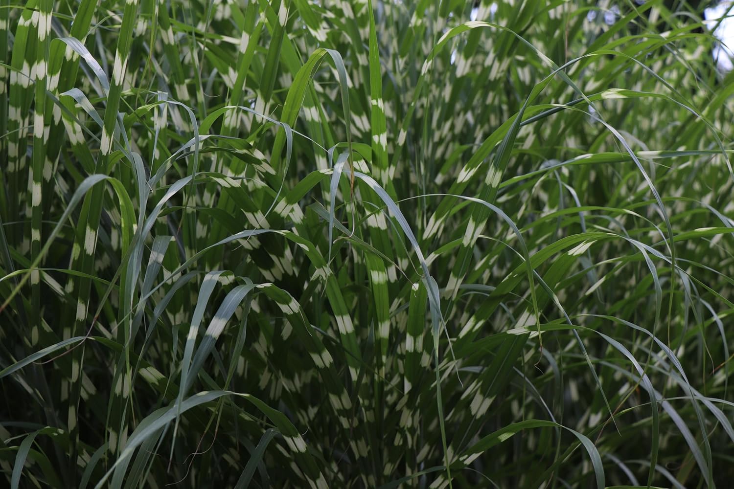 Miscanthus sinensis 'Little Zebra' / kleines Zebraschilf