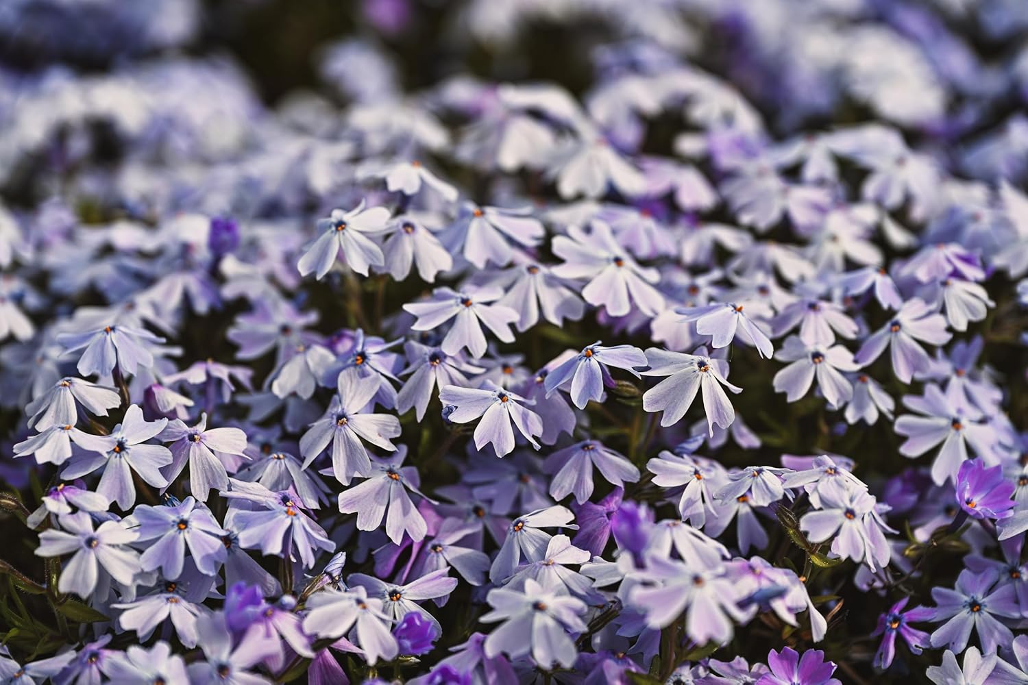 Phlox subulata 'Emerald Cushion Blue' / Blauer Polster-Phlox
