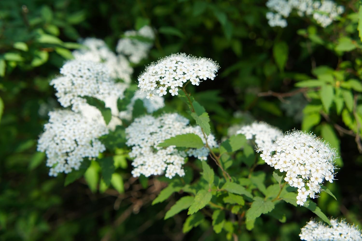 Spiraea japonica 'Albiflora' / Weiße Zwergspiere