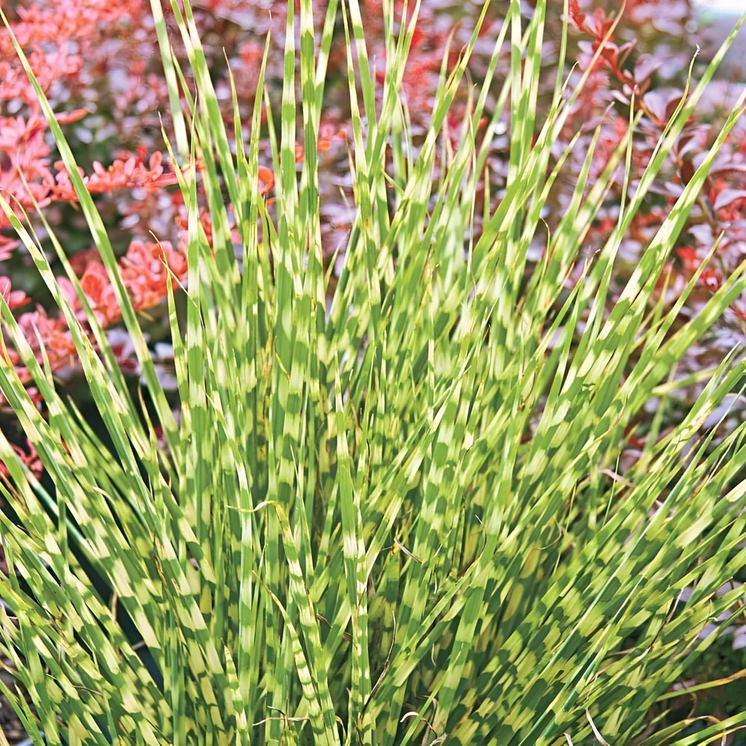Miscanthus sinensis 'Little Zebra' / kleines Zebraschilf