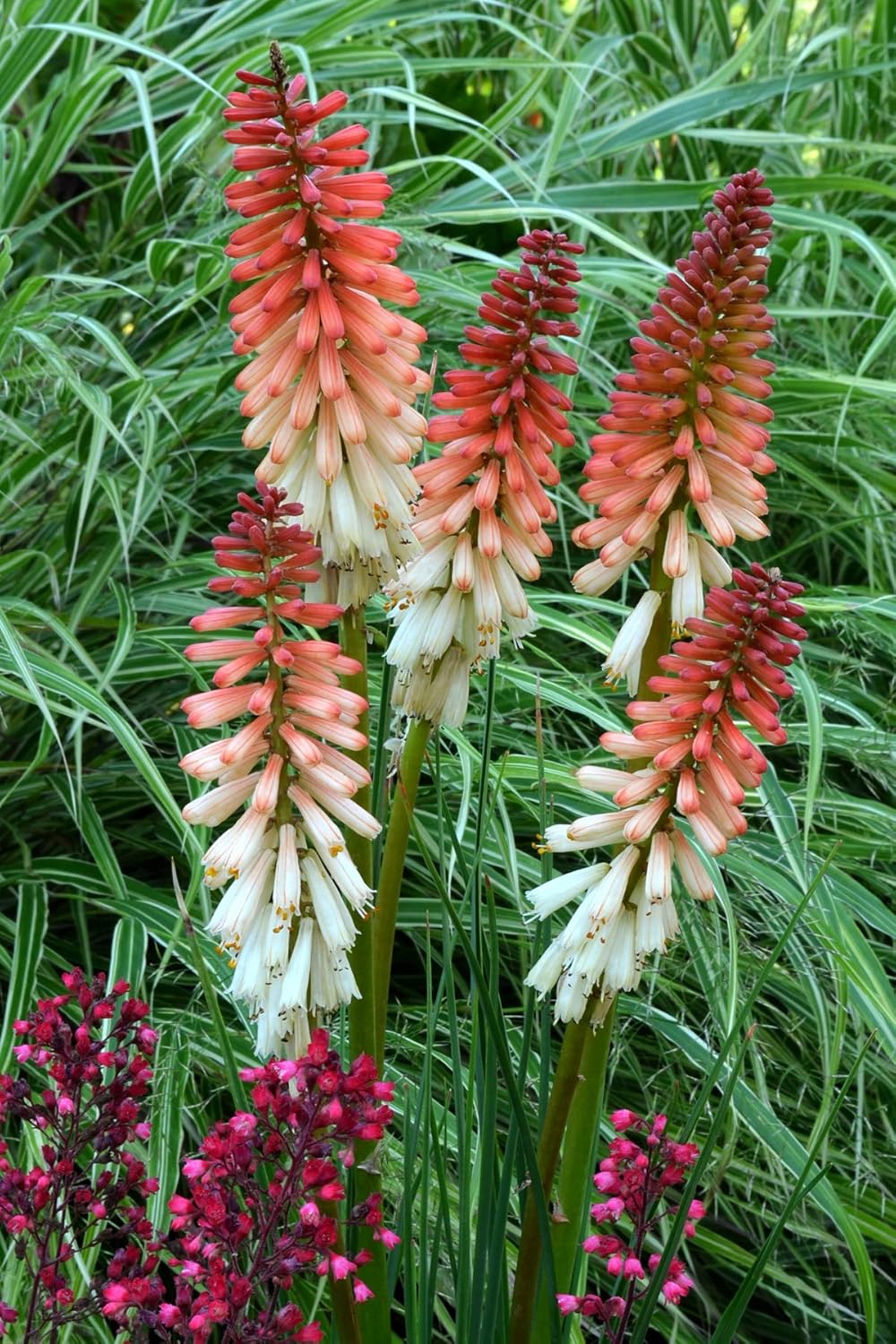 Kniphofia 'Orange Vanilla Popsicle' / Bunte Fackellilie - Tritome