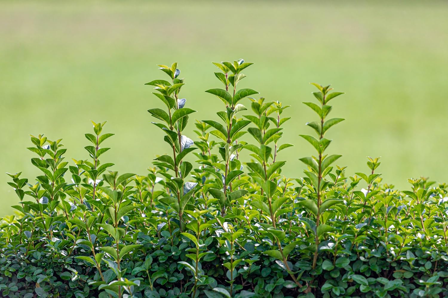 Ligustrum ovalifolium 'Green Diamond' / Ovalblättriger Liguster
