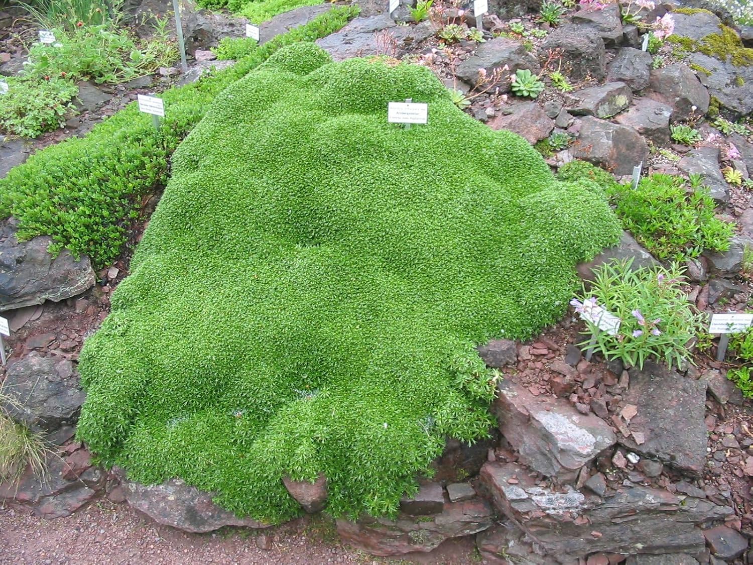 Azorella trifurcata / Andenpolster