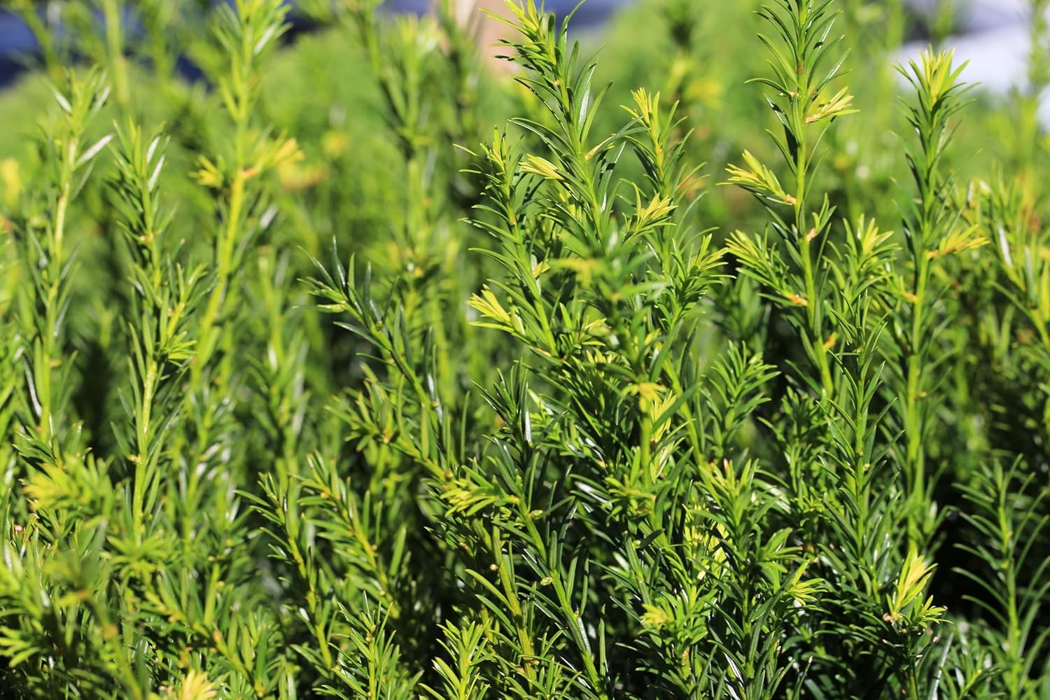 Taxus media 'Hillii' / Becher-Eibe