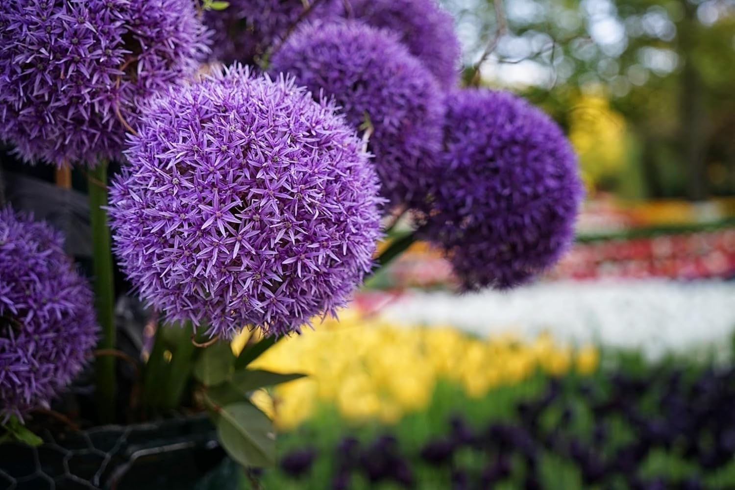 Allium ‚Gladiator' / Zierlauch