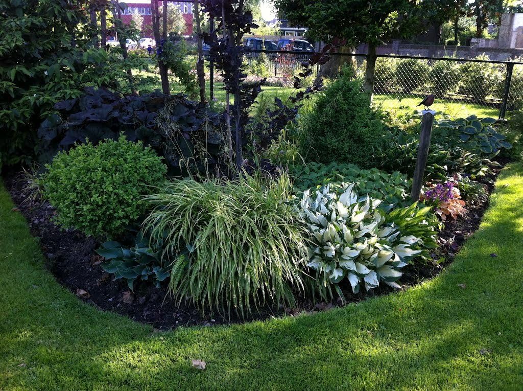 Hosta x fortunei 'Fire and Ice' / Weißbunte Funkie