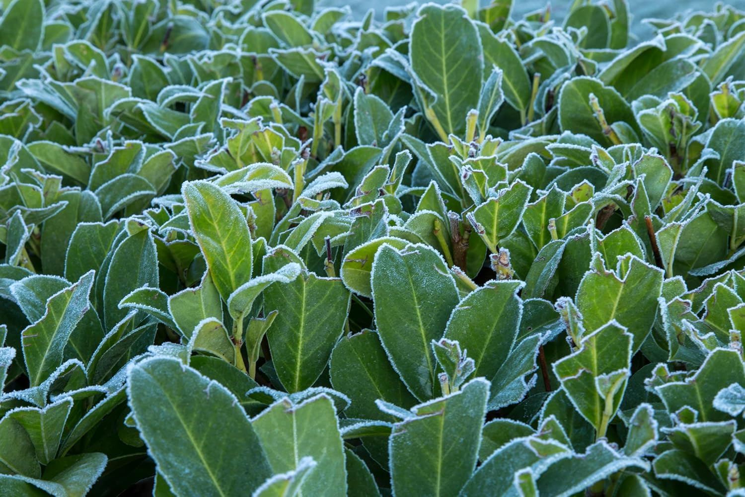 Prunus laurocerasus 'Rotundifolia' / Kirschlorbeer