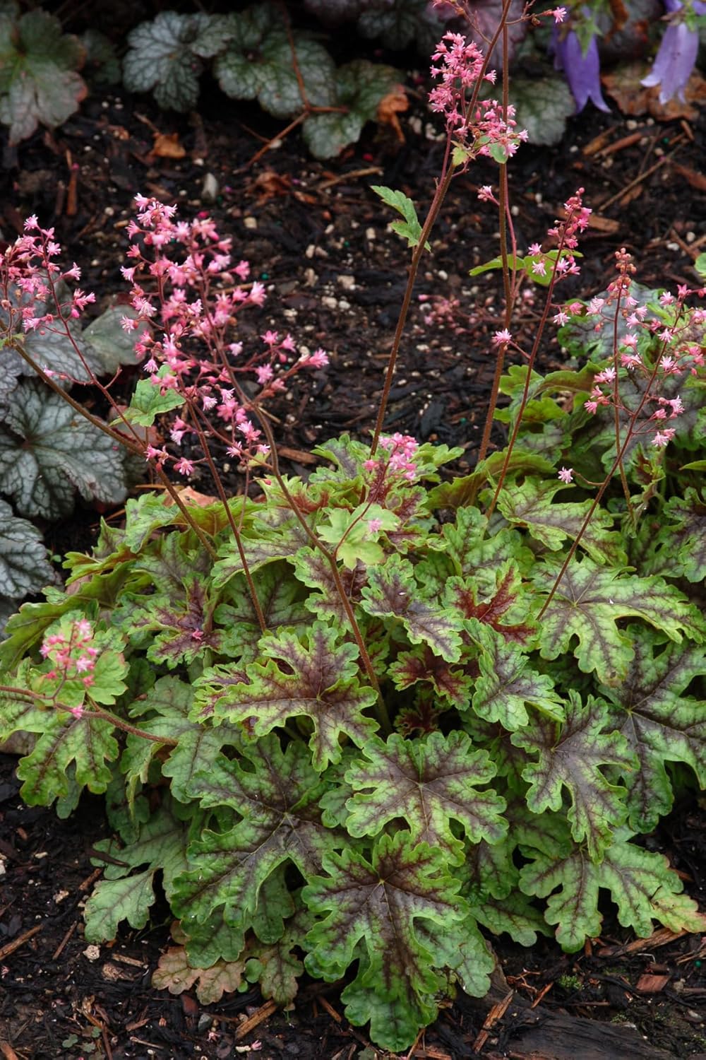 Heucherella Hybride 'Tapestry' / Purpurglöckchen