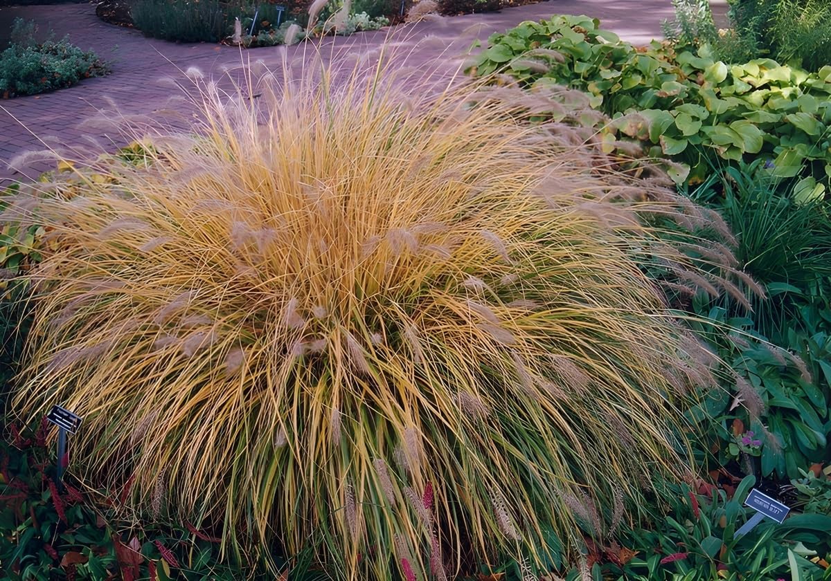 Pennisetum alopecuroides 'Weserbergland' / Lampenputzergras
