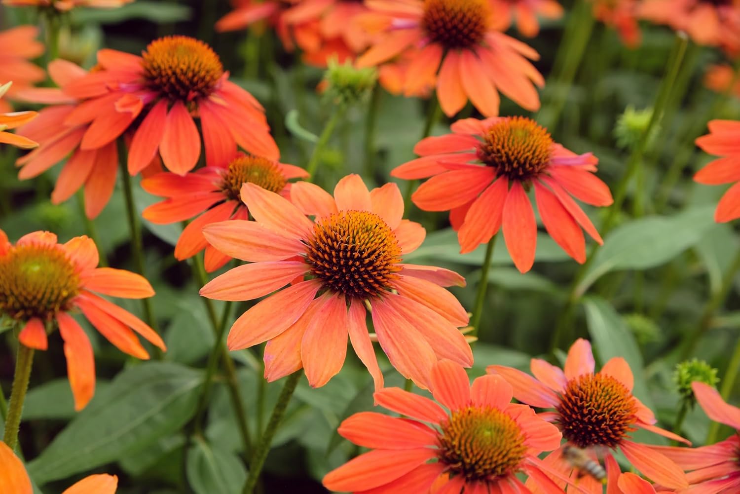 Echinacea purpurea ‚Lakota Orange' / Scheinsonnenhut