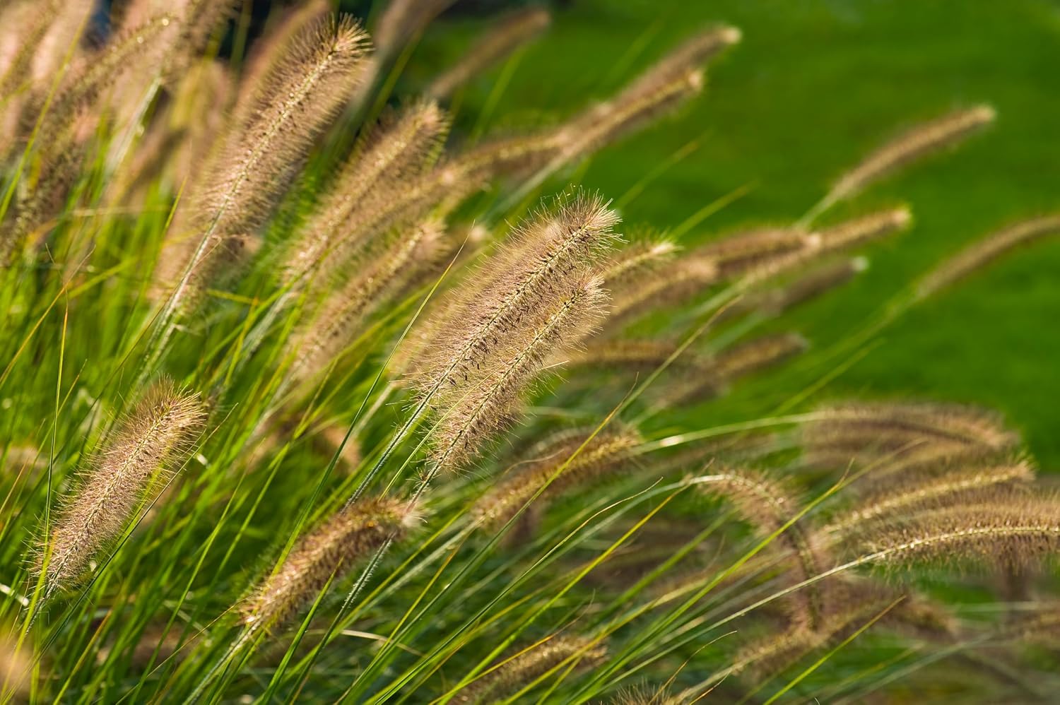 Pennisetum alopecuroides 'Compressum' / Lampenputzergras