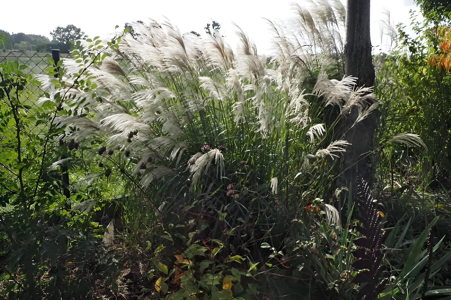 Miscanthus sinensis 'Verneigung' / Weißes Chinaschilf