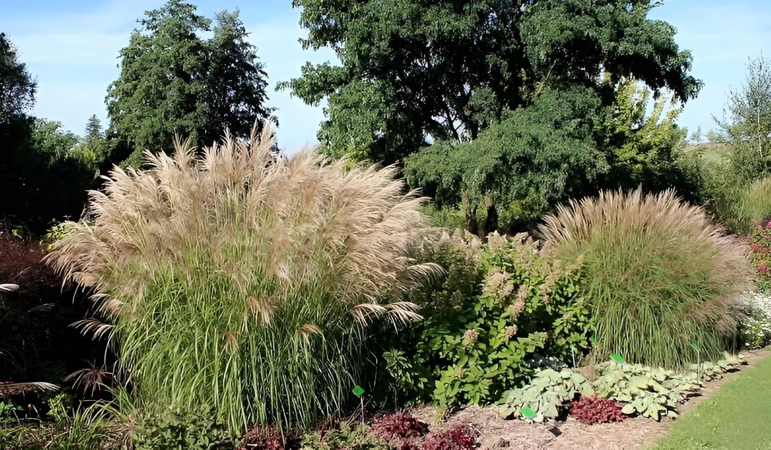 Miscanthus sinensis 'Verneigung' / Weißes Chinaschilf