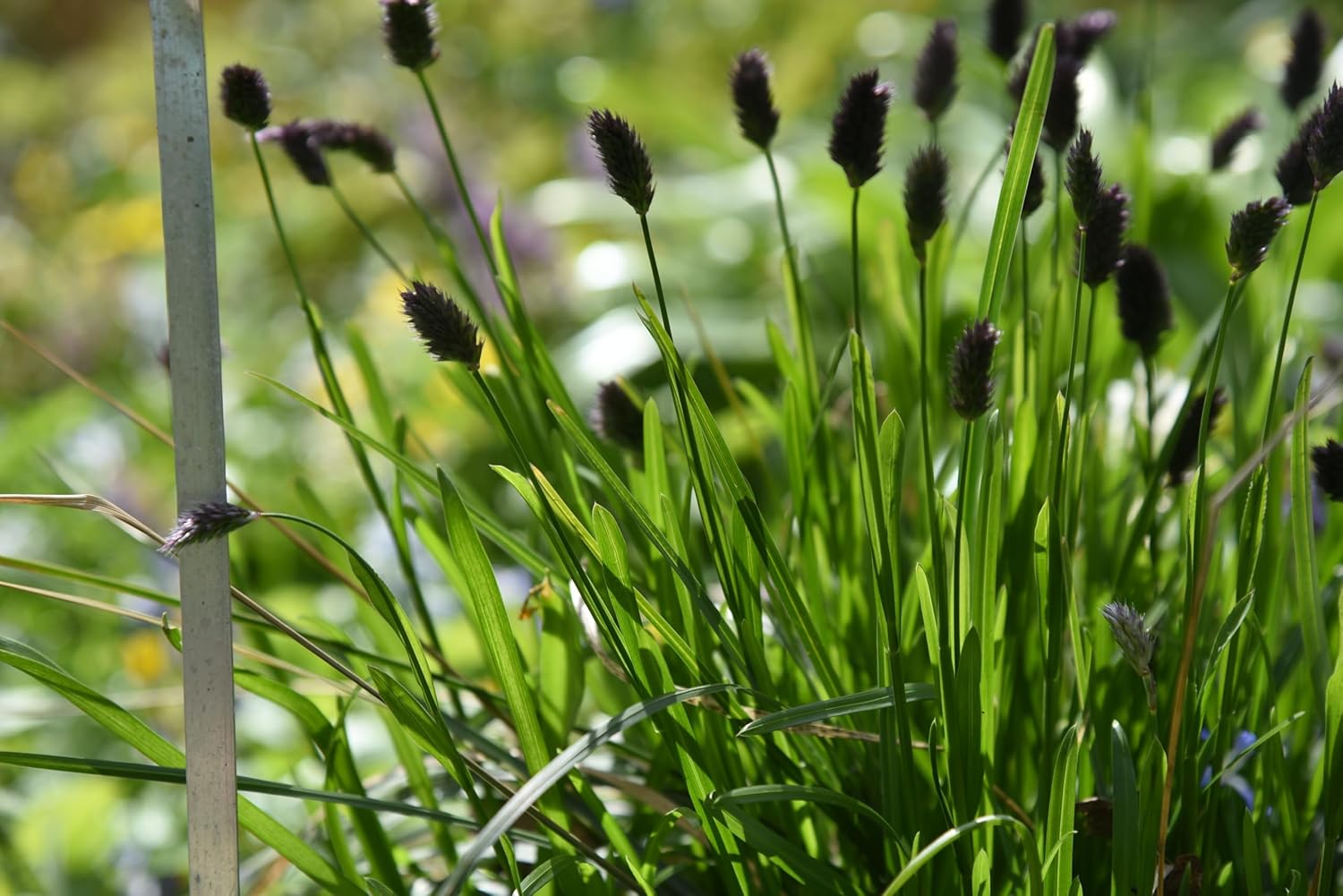 Sesleria sadleriana / Ungarisches Blaugras