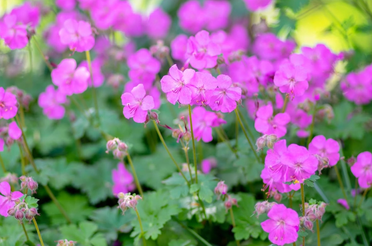 Geranium cantabrigiense 'Karmina' / Cambridge Storchschnabel