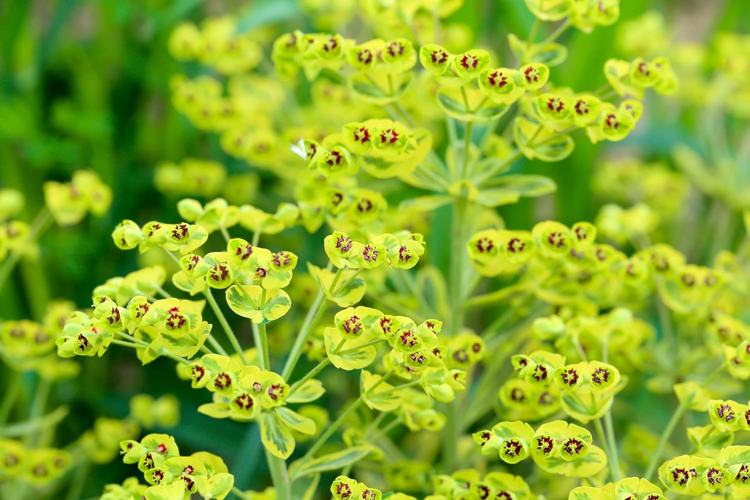 Euphorbia martinii 'Ascot Rainbow‘ ® / Wolfsmilch