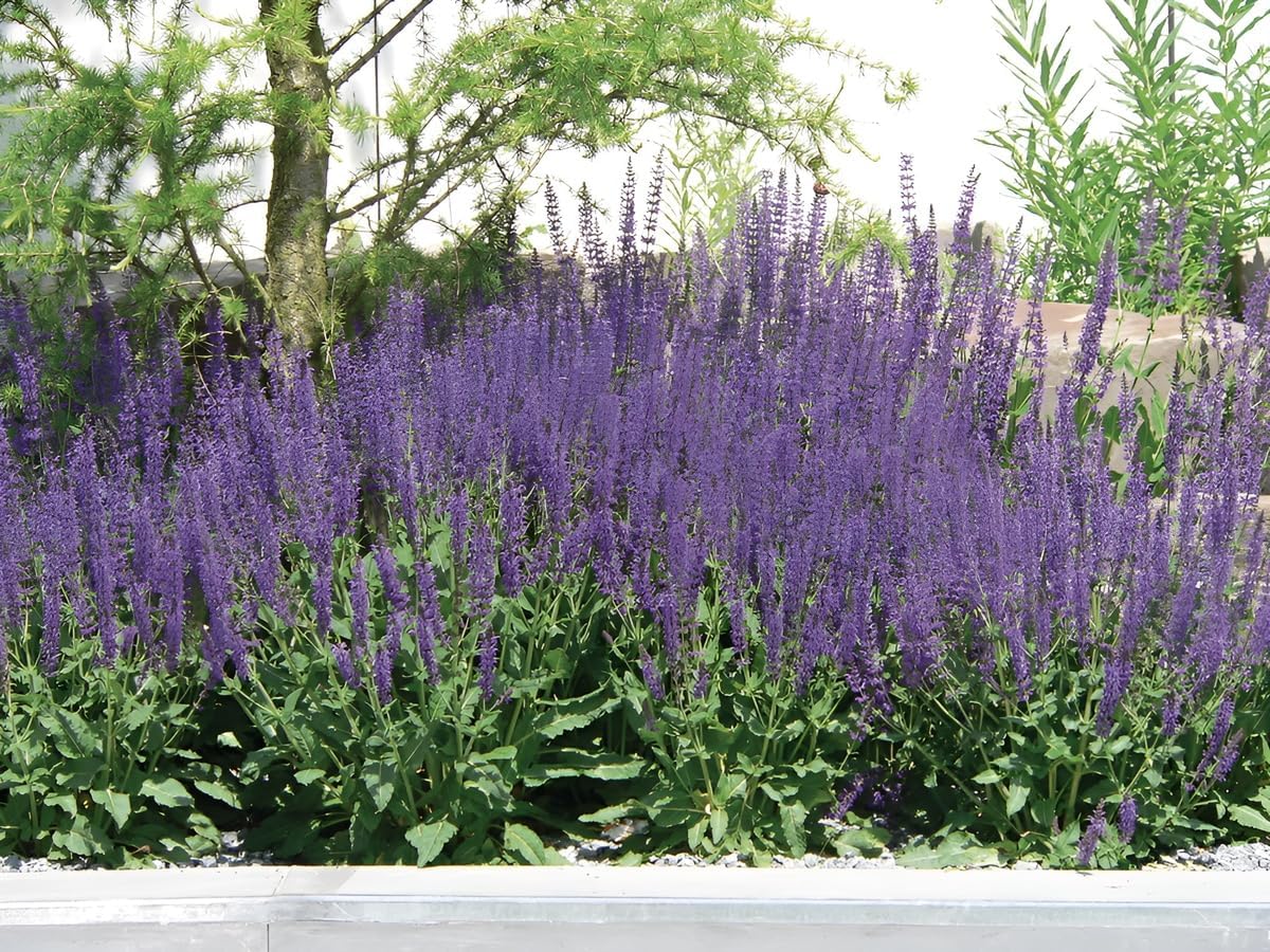 Salvia sylvestris 'Mainacht' / Blauer Pracht-Salbei