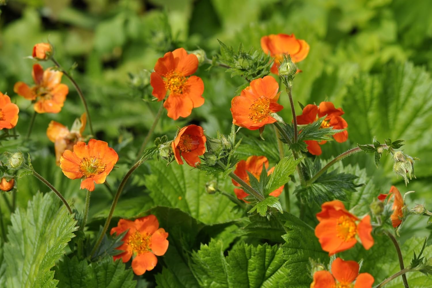 Geum coccineum ‚Koi' / Orangerotblühender Nelkenwurz