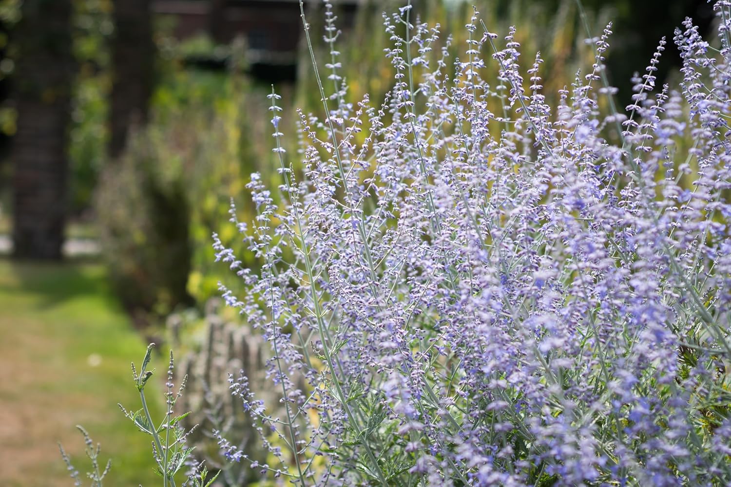 Perovskia atriplicifolia 'Blue Spire' / Blauraute
