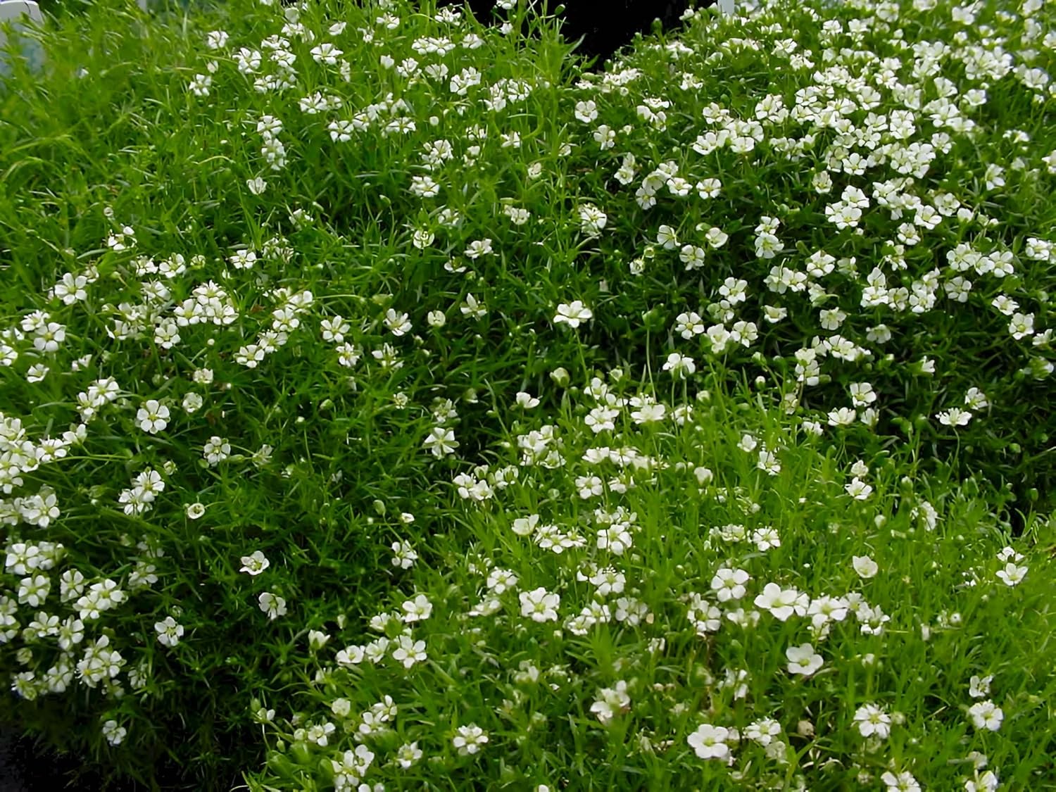 Sagina subulata / Sternmoos