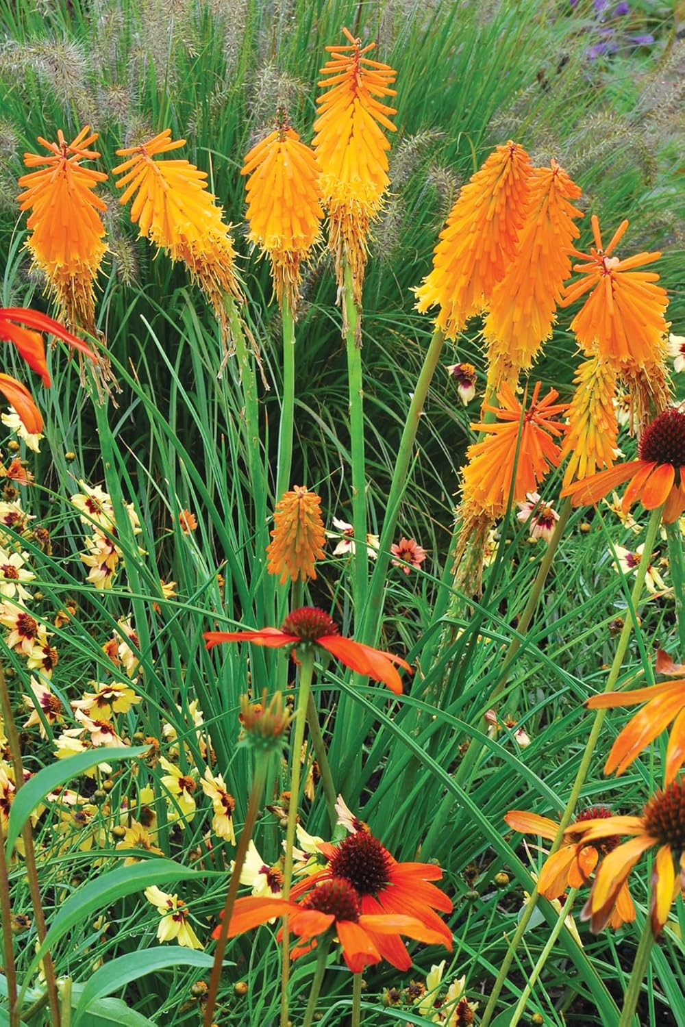 Kniphofia 'Mango Popsicle' / Orange Fackellilie - Tritome