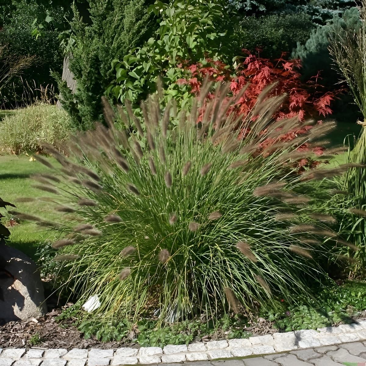 Pennisetum alopecuroides 'Weserbergland' / Lampenputzergras