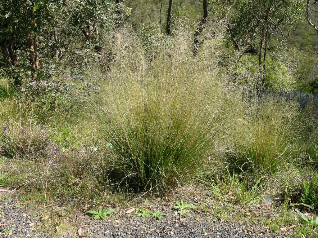 Eragrostis curvula / Afrikanisches Liebesgras