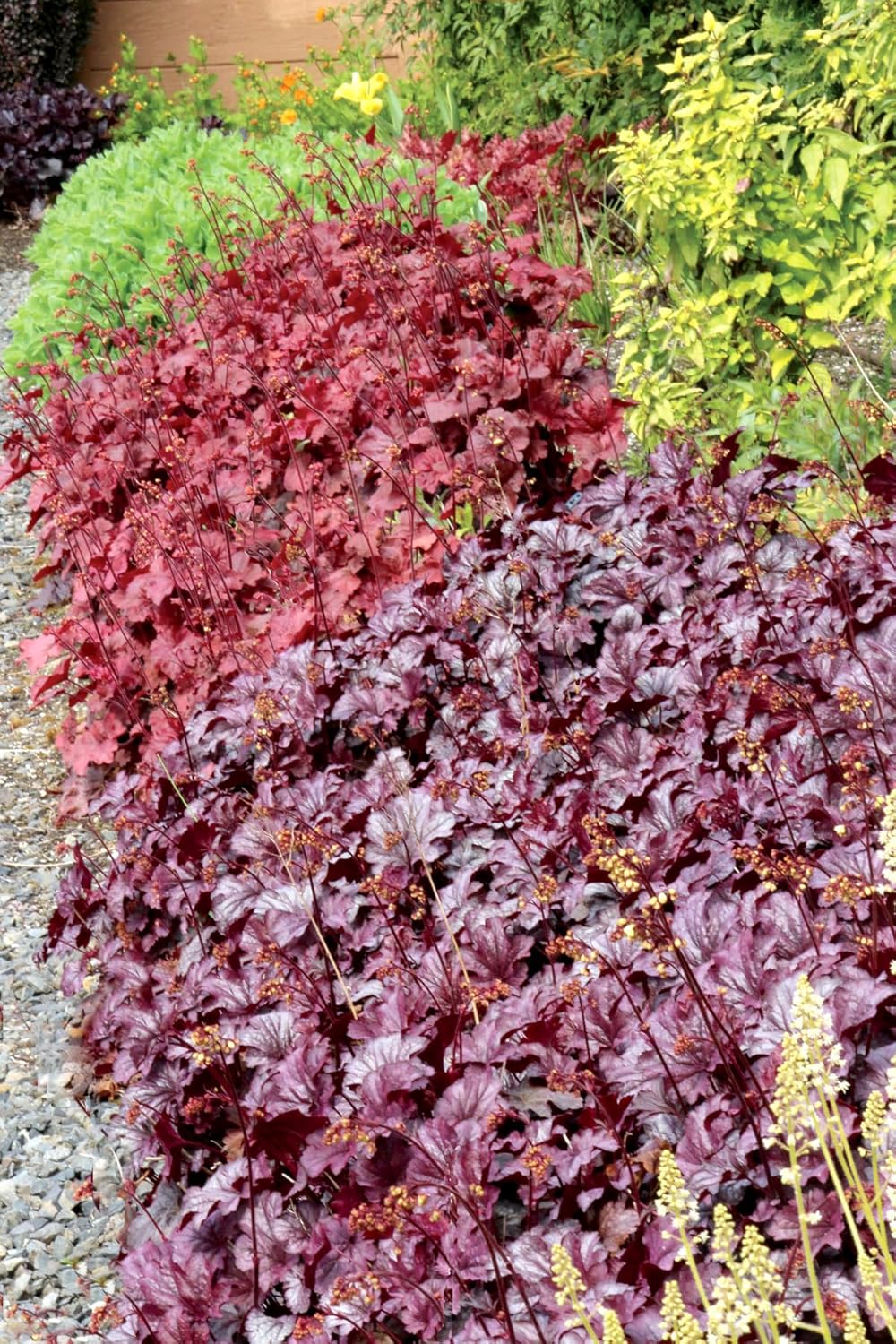Heuchera Hybride 'Shanghai' / Lila Purpurglöckchen