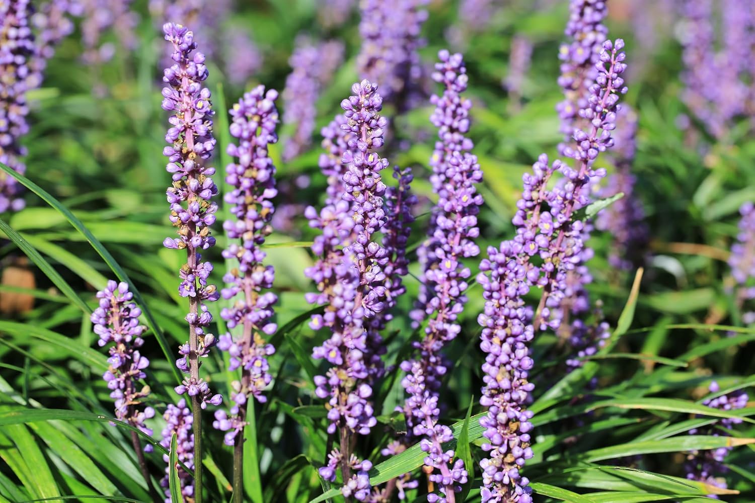 Liriope muscari 'Purple Passion' / Lilientraube