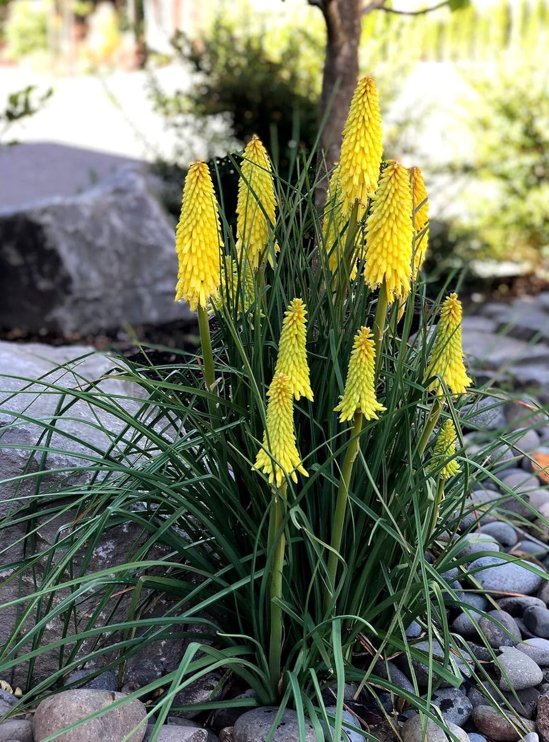 Kniphofia 'Lemon Popsicle’ / Gelbe Fackellilie - Tritome