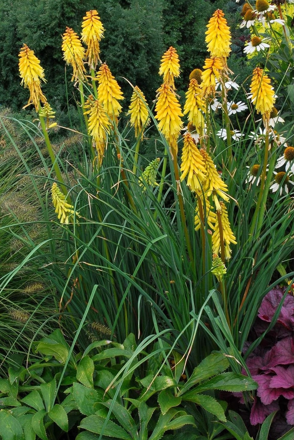 Kniphofia 'Banana Popsicle’ / Gelbe Fackellilie - Tritome