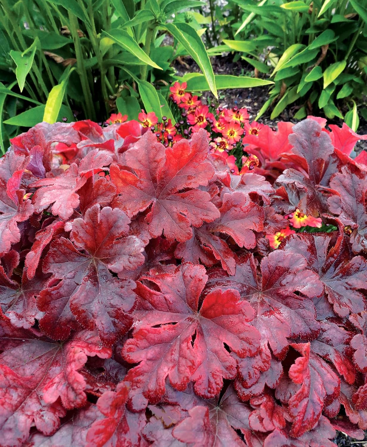 Heucherella Hybride 'Buttered Rum' / Purpurglöckchen