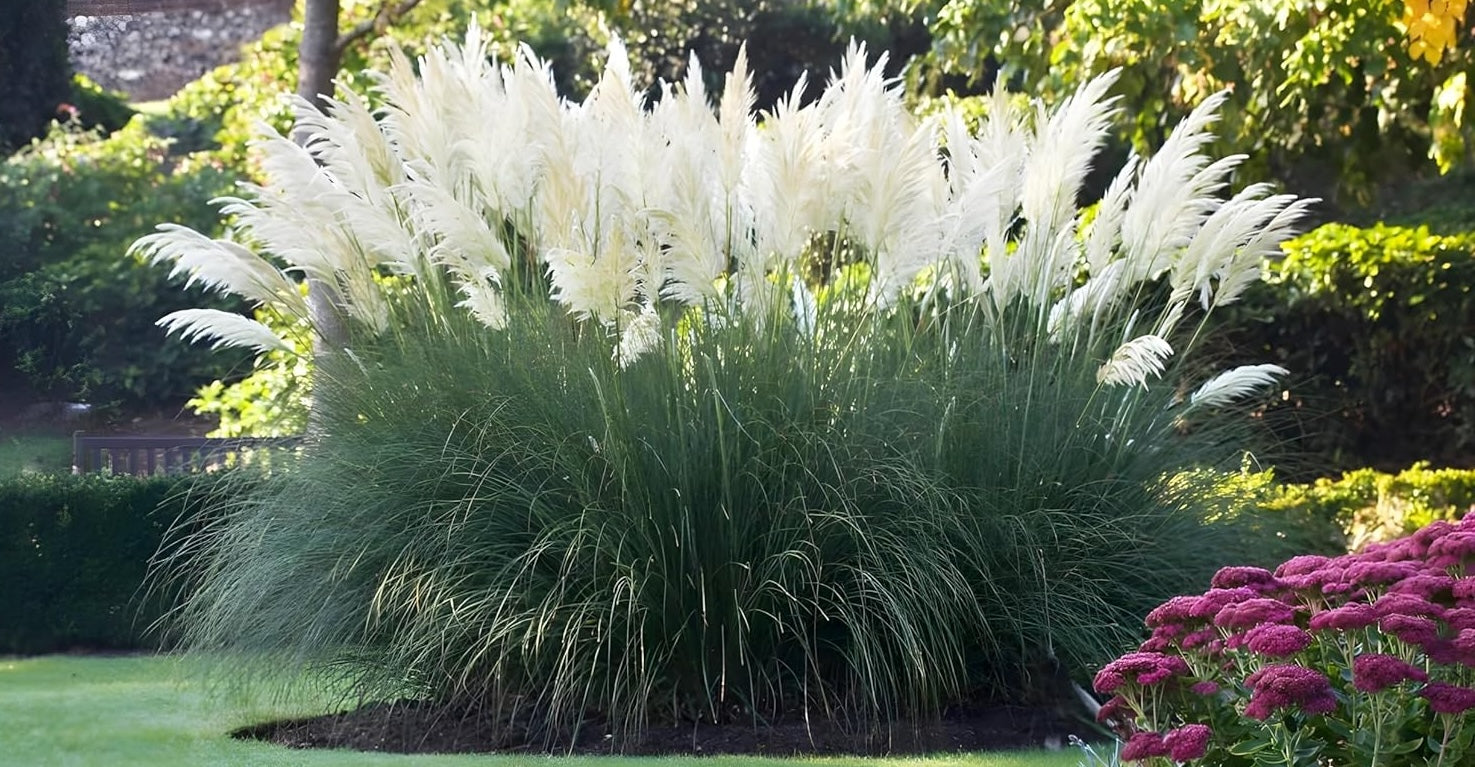 Cortaderia selloana 'Sunningdale Silver' – Weißes Pampasgras