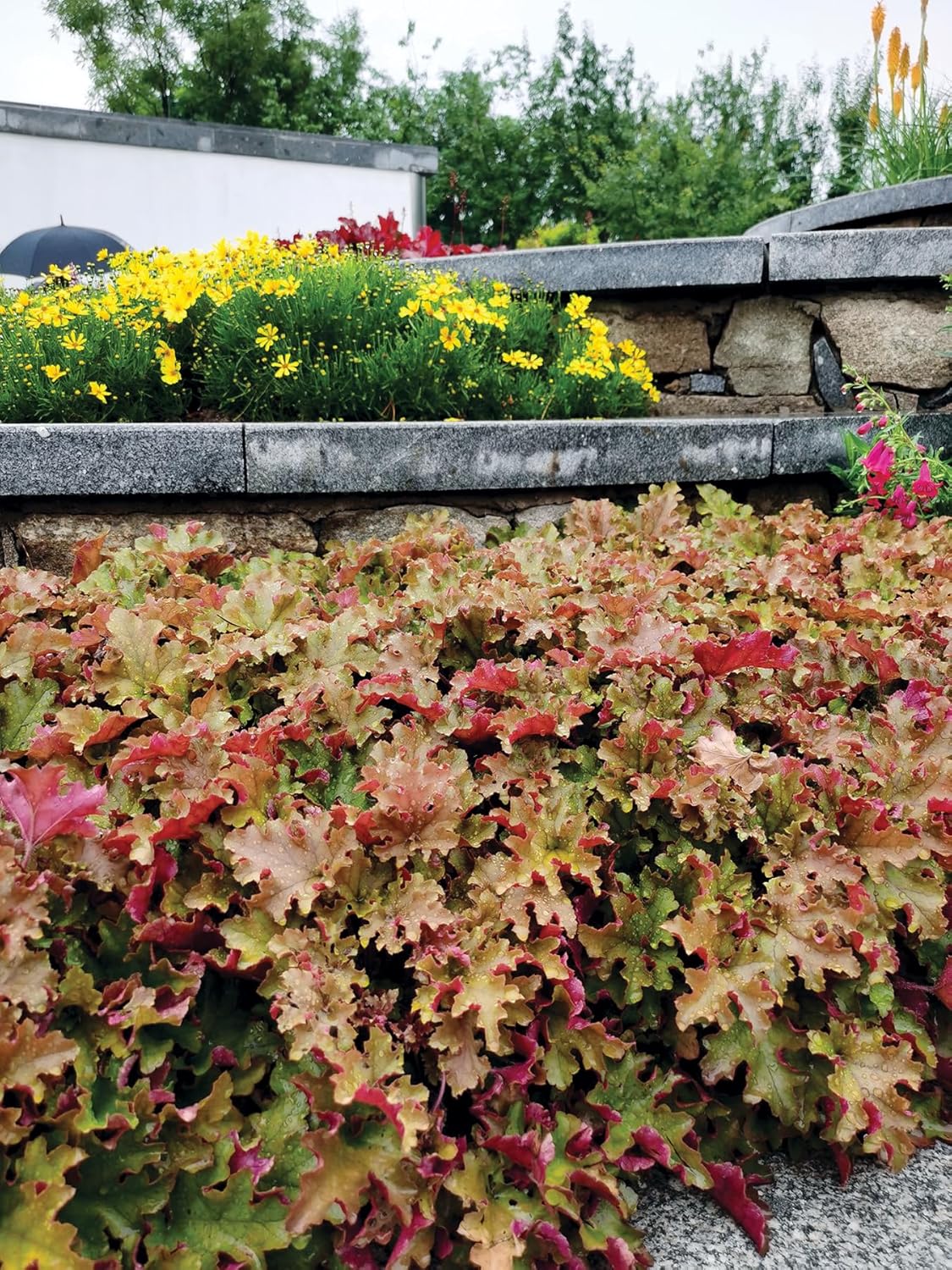 Heuchera Hybride 'Marmalade' / Purpurglöckchen