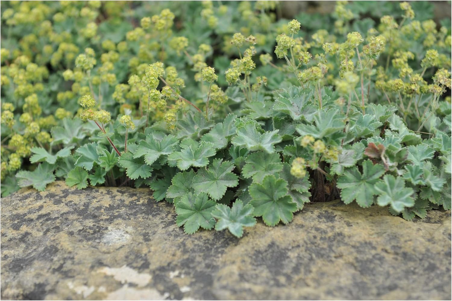 Alchemilla erythropoda / Kleiner Frauenmantel