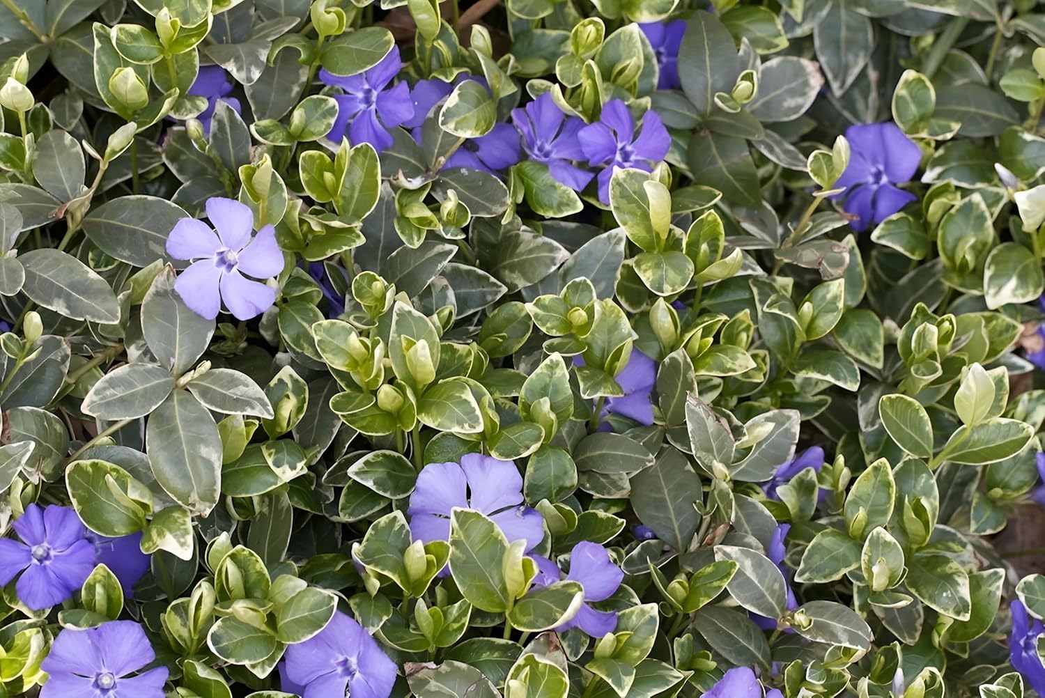 Vinca minor 'Ralph Shugert' / Kleines Immergrün