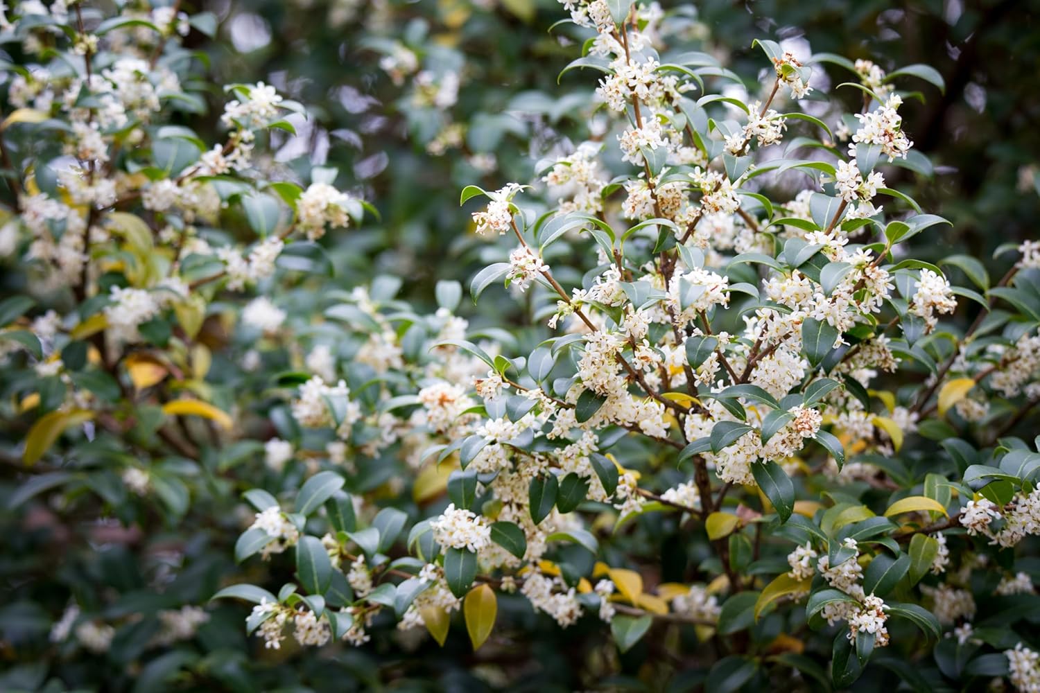 Osmanthus burkwoodii / Frühlingsduftblüte
