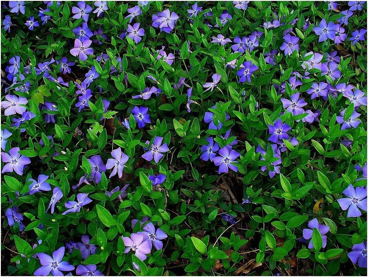 Vinca minor / Kleines Immergrün