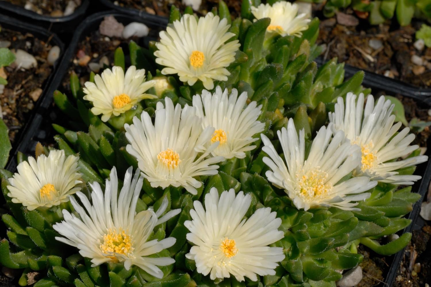 Delosperma cultorum 'Jewel of Desert Moonstone ® '/ Mittagsblume