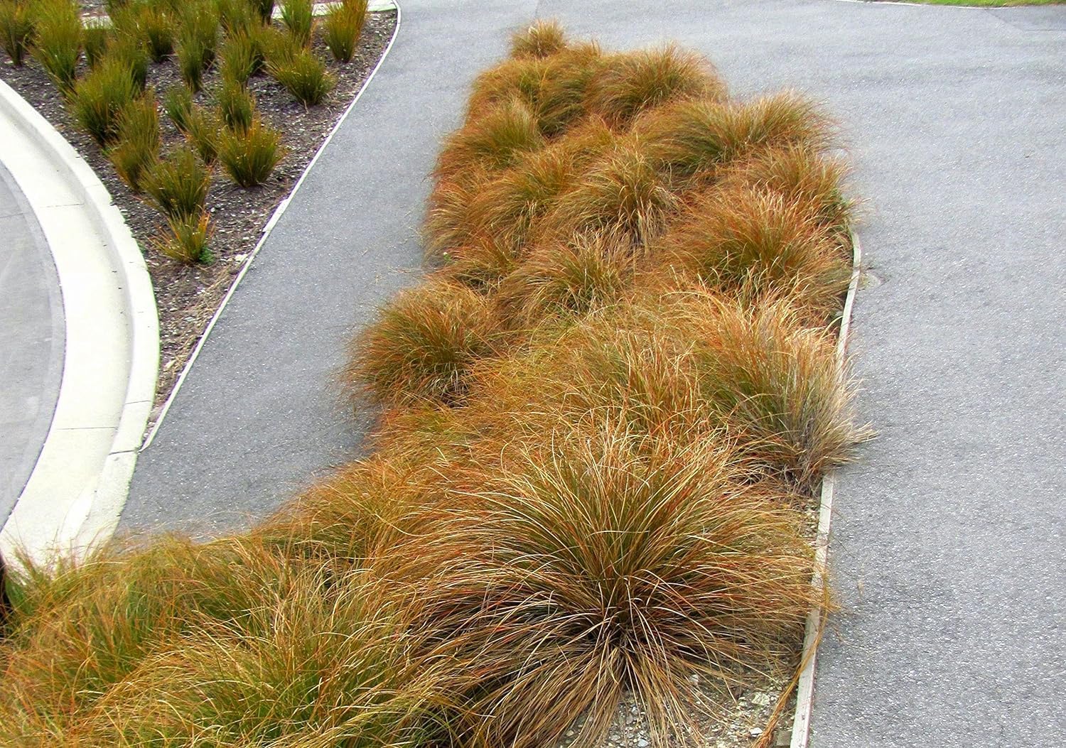Carex testacea 'Prairie Fire' / Segge
