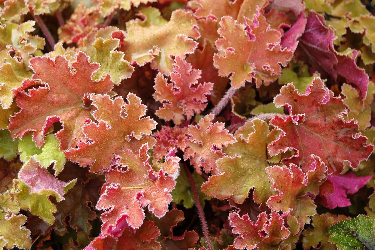 Heuchera Hybride 'Marmalade' / Purpurglöckchen