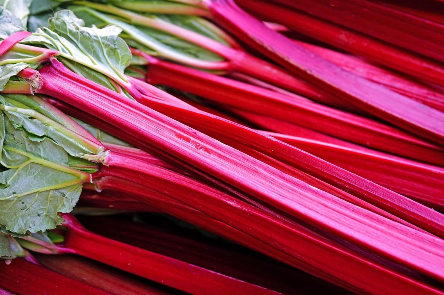 Rheum rhabarbarum 'Mira M‘ / Rhabarber