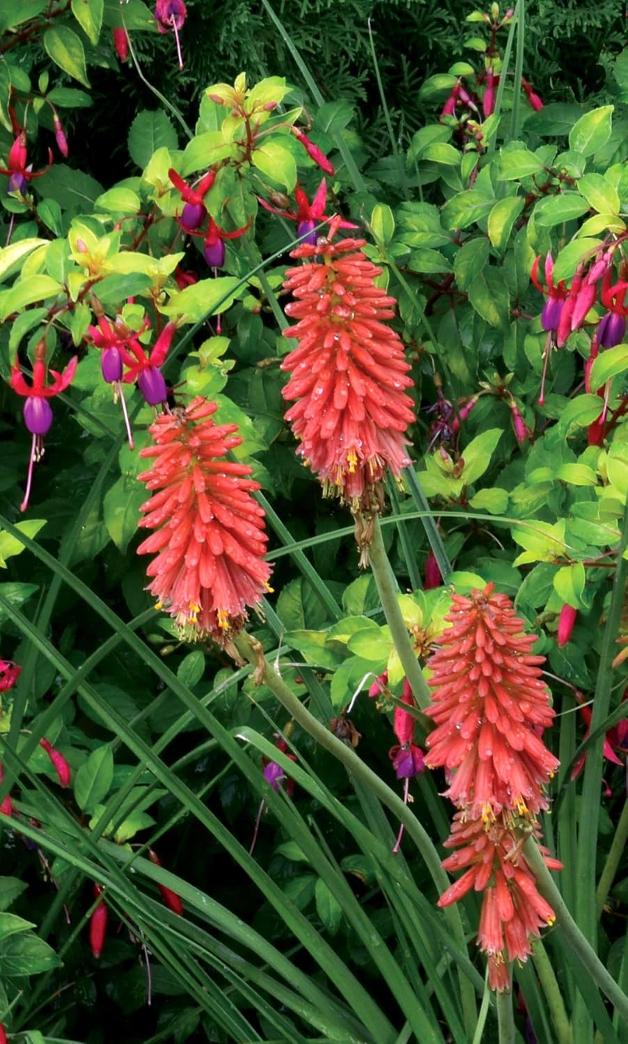 Kniphofia 'Redhot Popsicle' / Rote Fackellilie - Tritome