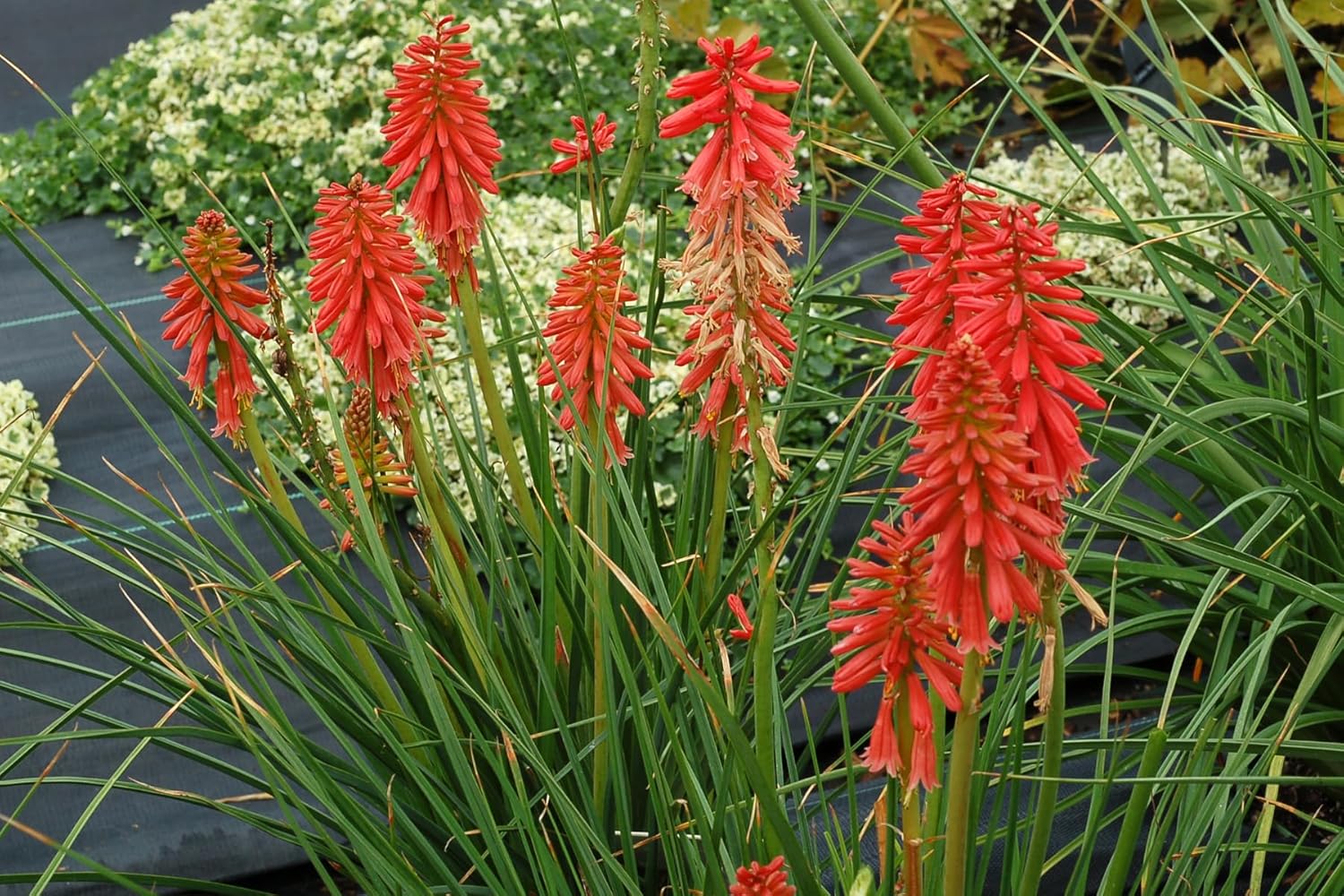 Kniphofia 'Redhot Popsicle' / Rote Fackellilie - Tritome