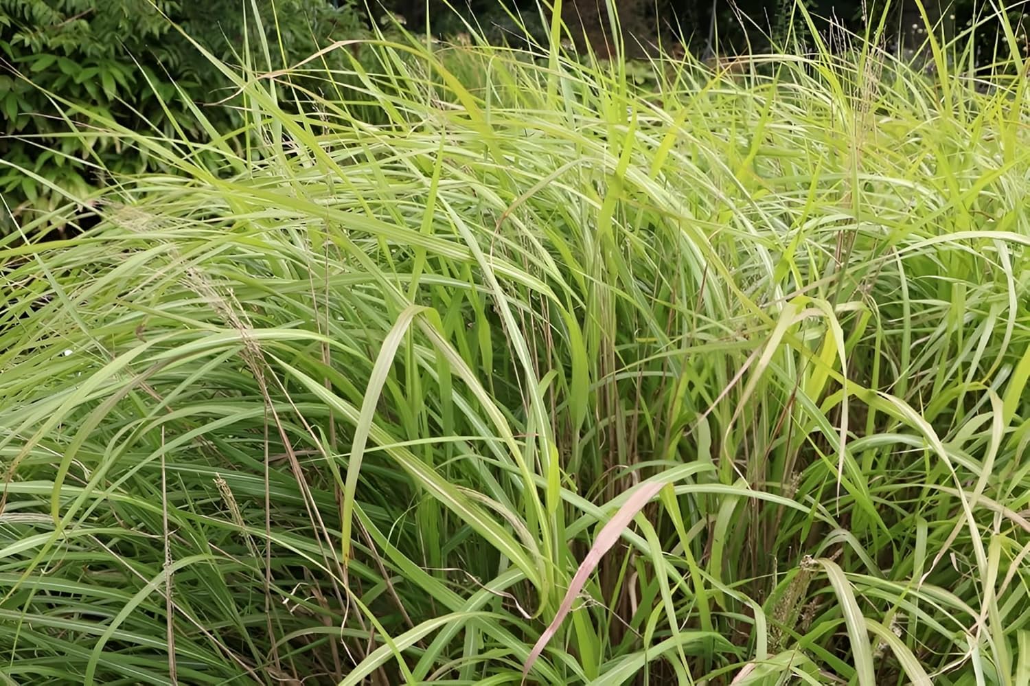 Miscanthus sinensis 'Condensatus' / Chinaschilf