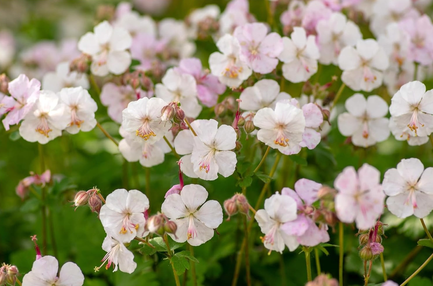 Geranium cantabrigiense 'Biokovo' / Cambridge Storchschnabel