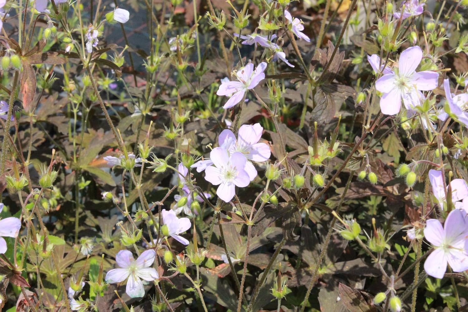 Geranium maculatum 'Espresso' / Dunkelblättriger Storchschnabel