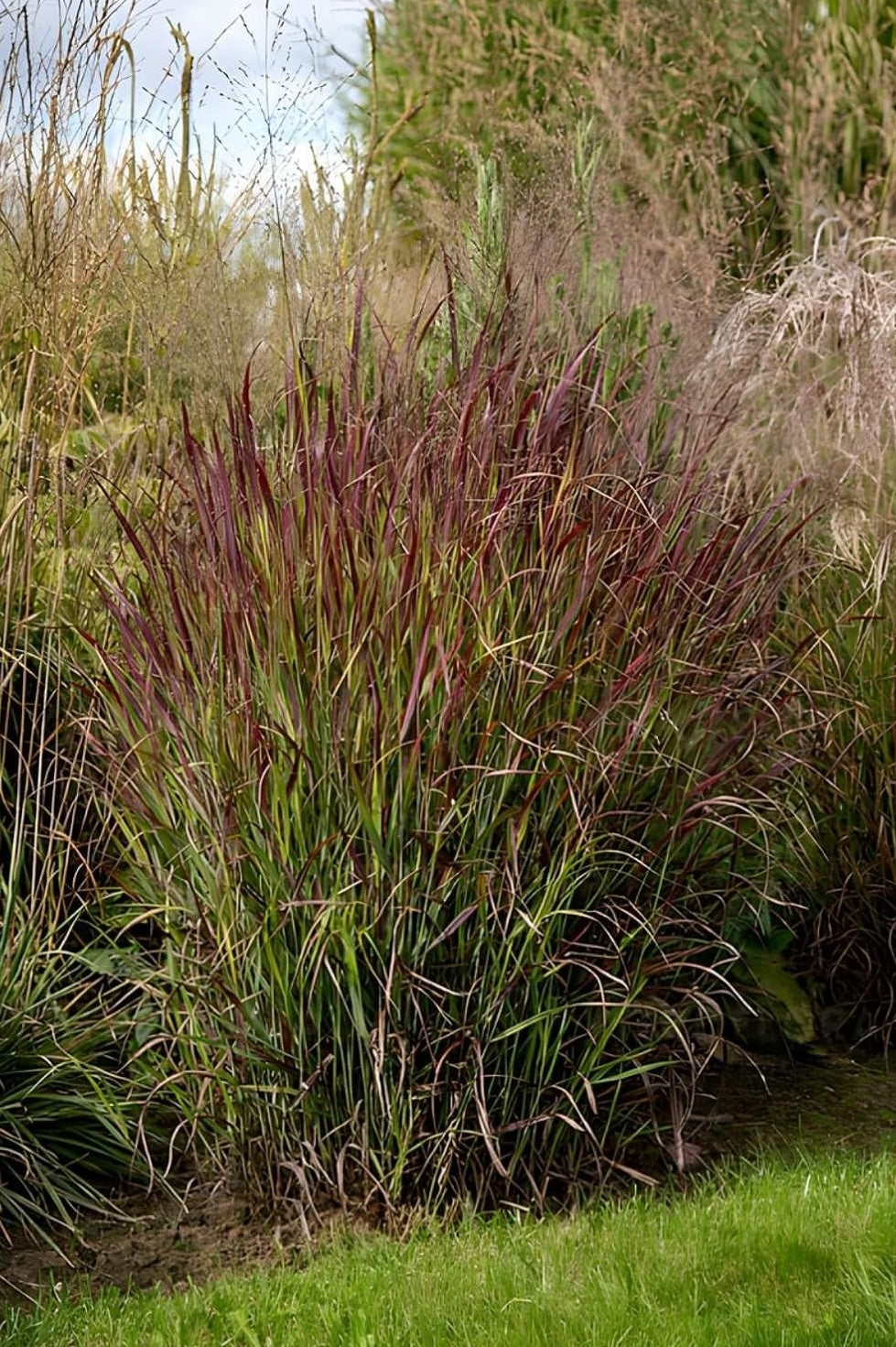 Panicum virgatum 'Shenandoah' / Rote Rutenhirse
